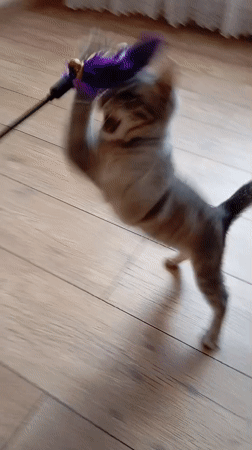 Grey tabby kittens play and explore home in Baksan
