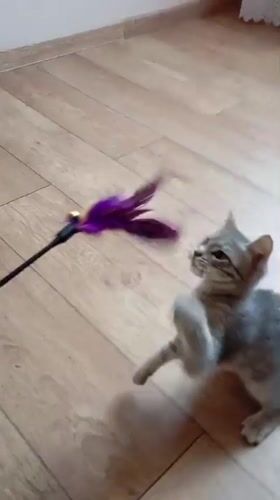 Grey tabby kittens play and explore home in Baksan
