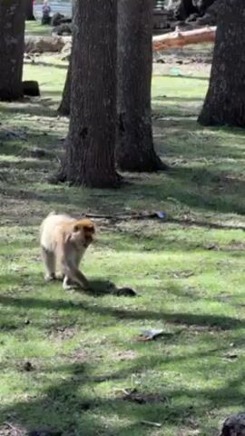 The video shows a Barbary macaque walking on grass in a forest. The monkey has a light-colored coat and is moving across the frame from left to right. There are several tall trees with thick, textured bark scattered across the grassy area. In the background, people are visible in the distance. Small pieces of trash are scattered on the grass. The scene appears to be a sunny day in a park or forested area.