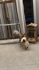 Dogs and a white owl size each other up in Bali