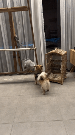 Dogs and a white owl size each other up in Bali