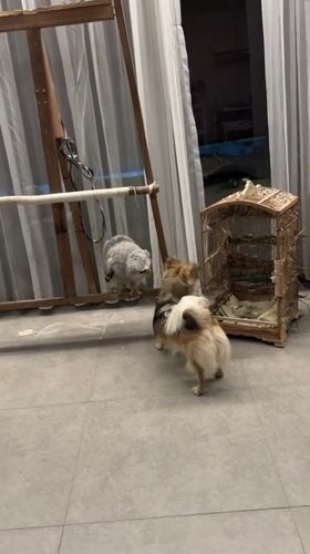 Dogs and a white owl size each other up in Bali