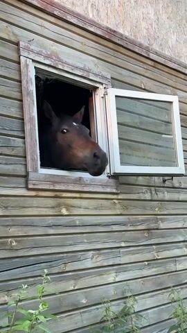A horse peeks its head out of a window in a wooden building. The horse is dark brown with a white marking on its forehead. The building appears to be a barn or stable, with horizontal wooden planks as siding. The window has a white frame and is partially open. The background is dark, suggesting the interior of the building is dimly lit. Green foliage is visible at the bottom of the frame, indicating an outdoor setting. The image appears to be taken during the daytime, possibly late afternoon or early evening, given the lighting. There is no visible text in the media file.