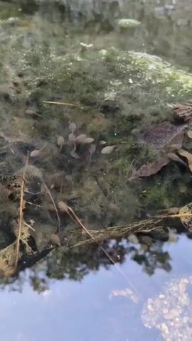 A close-up shot from a high angle shows a group of tadpoles swimming in murky green water. The water is covered with green algae and some floating debris. The tadpoles are small and light brown, with visible tails. They are swimming around in different directions, some individually and others in small clusters. The water reflects a clear blue sky and some surrounding trees.