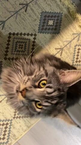 The video shows a medium shot of a cat lying on a rug with a geometric pattern. The cat is a Maine Coon with gray and brown tabby markings. It has large yellow eyes and long white whiskers. The cat looks up at the camera and then turns its head away, closing its eyes and appearing to fall asleep. The rug is on a light-colored wooden floor. The lighting in the video is natural.