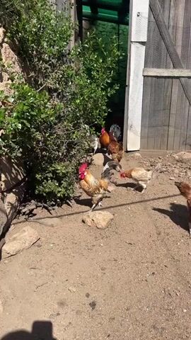 A group of chickens are in an outdoor area. The chickens are of various brown and tan colors. Some are roosters with prominent red combs. The ground is dirt and there are some rocks and a large green bush. In the background, there is a wooden structure with a door that is partially open. The scene appears to be in a rural or backyard setting, possibly a chicken coop or enclosure. The lighting suggests it is daytime.