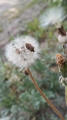 The video shows a brown bug standing on a dandelion seed head, with several seeds floating away. The dandelion is in focus, with blurred background of grass and other dandelions.
