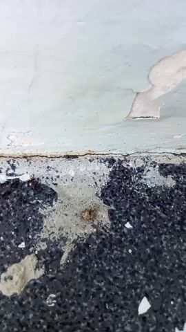 The video shows a close-up of a small, brown object on a dark, textured surface, possibly asphalt. White and grey debris is scattered around the object, with some appearing to be chipped paint. A thin, light-colored line separates the dark surface from a lighter, textured wall above. A tiny black ant is visible moving towards the brown object. The lighting suggests an outdoor or semi-exposed environment.