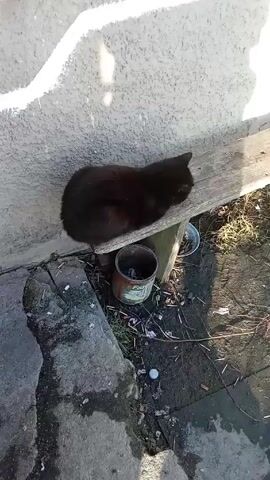 A black cat is lying on a wooden bench outside. The cat is positioned near a concrete wall and a small metal bucket. The bench appears weathered, and the area around it is cluttered with debris.