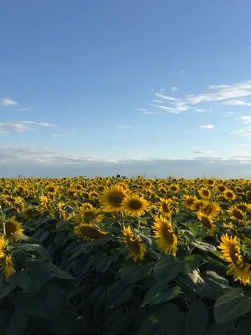A low-angle shot pans across a vast field of sunflowers under a bright blue sky with scattered white clouds. The sun is visible in the upper right quadrant of the frame, casting a warm glow over the scene. The sunflowers, with their large yellow petals and dark centers, are in full bloom and face in various directions, creating a textured and vibrant landscape. The foliage is lush and green, forming a dense carpet beneath the flowers. The horizon is lined with a faint strip of clouds and distant trees or buildings. The camera moves smoothly, offering a sweeping view of the expansive field.