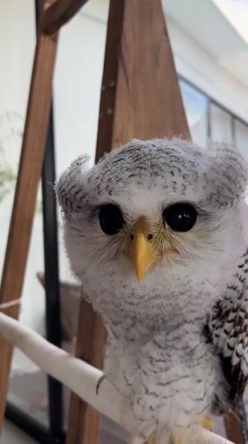 Owls, roses, and a dog at a Bali home sanctuary