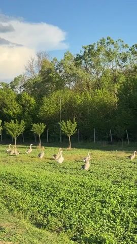 A flock of geese walk across a grassy field on a sunny day. The field is green, and there are several small trees with sparse leaves scattered around. In the background, there is a thick line of lush green trees. A simple wire fence borders the field. The sky is blue with a few white clouds. The geese are mostly grey and white and appear to be grazing.