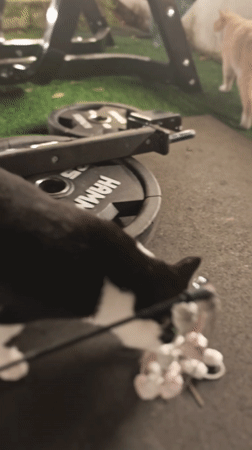 Daily activities across Chongqing: gym, streets, market, classroom