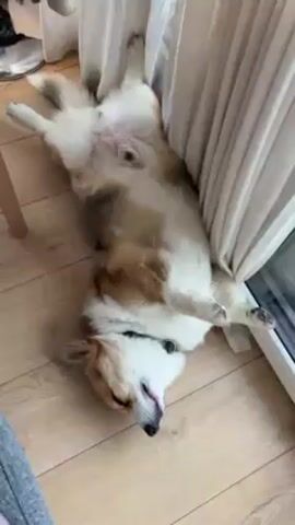 The video shows a corgi sleeping on its back on a light-colored wooden floor, leaning against a light-colored curtain near a window. The dog is mostly white and tan, with a black collar around its neck, and its belly is visible. A leg of a chair can be seen on the left side of the frame, along with a small appliance, possibly a fan, in the background. The camera is positioned at an angle looking down at the dog.