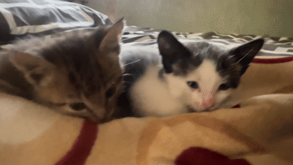 Two kittens documented resting together on blanket in Jos