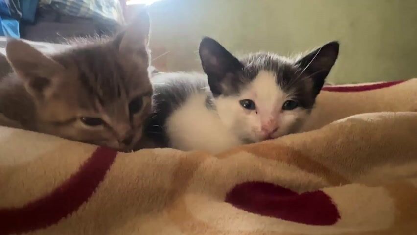 Two kittens lie side-by-side on a beige blanket with red and brown circular patterns. The kitten on the left is gray and tabby-striped, with its head resting on the blanket. The kitten on the right is mostly white with gray and black patches, and its head is also resting on the blanket. The background shows a bed with a gray and white patterned sheet.