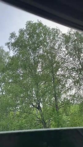The video shows a view through a window of birch trees. The foreground is slightly out of focus. The background consists of more trees. The sky is overcast and gray. Faint music is playing.