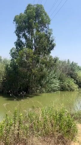 The video shows a serene river flowing through a lush green landscape under a clear blue sky. Tall trees and dense vegetation line the riverbanks, with dry reeds and grasses in the foreground. The water is a calm, greenish hue, reflecting the surrounding foliage. Power lines are visible stretching across the top of the frame, suggesting proximity to a populated area or infrastructure. The scene appears tranquil and natural, with no people or animals visible. The sunlight suggests it is daytime.