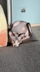 Sphynx cat with blue eyes documented in multiple indoor poses