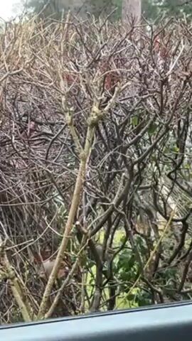 The video shows a bush with many bare, brown branches. A few green leaves are visible toward the bottom of the bush. There are two small, brown birds in the bush. The video is taken from inside, looking out through a window. A portion of the car door frame is visible in the foreground. The sky is overcast.