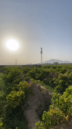 Grapevines in full growth across a Senjaray, Afghanistan farm