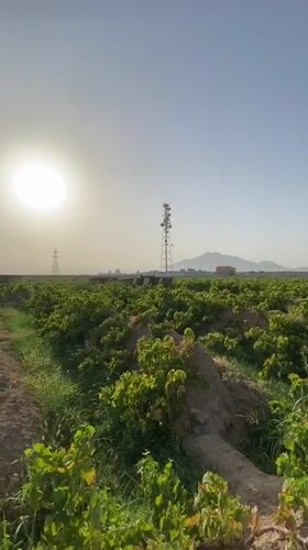 Grapevines in full growth across a Senjaray, Afghanistan farm