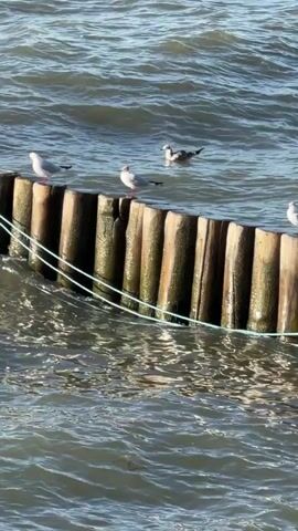 The video shows a breakwater made of wooden pilings in the ocean. Several seagulls are perched on top of the breakwater. The water is choppy and appears to be rough. The sun is shining, casting a reflection on the water. The video is shot from a slightly elevated angle, looking down at the breakwater and the water.