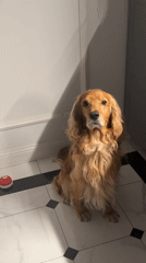 Golden retriever chills, plays, and shakes paws on a tiled floor