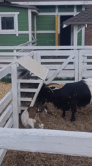 Farm animals spotted in enclosures in Ivanovskoe, Russia