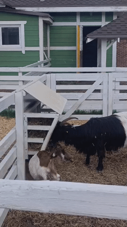 Farm animals spotted in enclosures in Ivanovskoe, Russia