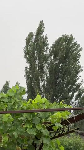 This is a medium shot of a grape vine with clusters of grapes in various stages of ripeness, from light green to pinkish-purple. The vine is growing on a metal trellis with a dark brown, weathered finish. Lush green grape leaves are abundant, some appearing wet, suggesting recent rain. Behind the vine, tall, slender trees with dark green foliage stand against an overcast, pale sky. The overall lighting is dim and diffused. The camera angle is from below the vine, looking upwards.