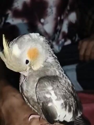 A cockatiel is perched on a person's leg, preening its head. The bird is mostly grey with white and yellow markings on its crest and wings, and an orange patch on its cheek. The person's leg is visible beneath the bird, and they are wearing a patterned shirt in the background. The lighting is dim, suggesting it is nighttime or indoors.