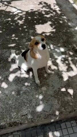 A small, tri-colored dog sits on a concrete surface in dappled sunlight. The dog is white with tan markings on its head and ears, and a black patch on its back. It is looking up and to the right. The ground is a rough, gray concrete with some cracks and debris. The background is out of focus but appears to be an outdoor area with shadows from trees or other foliage overhead. The dog's tail is visible, extended behind it. The overall lighting is bright with distinct shadows.