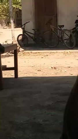 The video shows two young boys, dressed in white shirts and black caps, riding a bicycle. The boy in front is pedaling, while the boy behind him is sitting on the handlebars and looking up. They are in a sunny outdoor area with a building and several parked motorcycles in the background. The scene appears to be a rural or suburban setting. The video progresses to show the boys riding the bike towards a doorway.