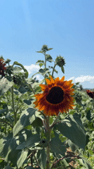Sunflowers and zinnias fill an Arizona field on a sunny afternoon