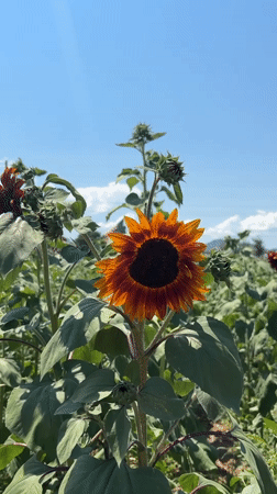 Sunflowers and zinnias fill an Arizona field on a sunny afternoon