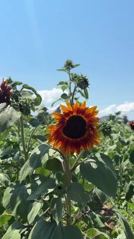 The video shows a field of sunflowers under a clear blue sky. The camera focuses on several sunflowers, some in full bloom and others as buds. One sunflower in the foreground has vibrant orange and brown petals. The other sunflowers are a deeper red color. The plants are tall with large green leaves. The environment appears to be a rural farm or garden, with more sunflowers and green foliage extending into the background. The lighting suggests it is a sunny day.