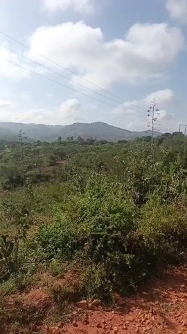 The video shows a landscape view from a slightly elevated position. Lush green vegetation covers the foreground and middle ground. In the distance, rolling hills are visible under a partly cloudy sky. The lighting suggests a sunny day. Utility lines stretch across the upper portion of the frame. The camera is stable and captures a static scene.