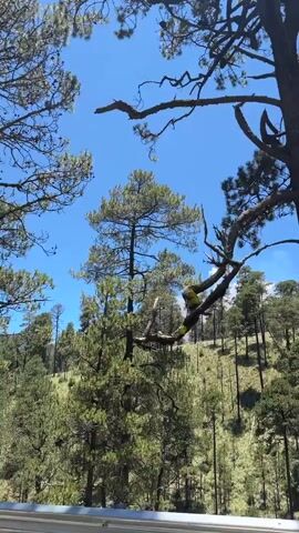 This is a vertical video of a wooded hillside under a clear blue sky. The camera pans slowly from left to right. Tall, slender pine trees with sparse branches dominate the foreground. The hillside is covered in dry, yellow-green grass and more pine trees of varying sizes. In the distance, more trees are visible on the rising slope. The image appears to be taken from a moving vehicle, as indicated by the slight blur and the presence of what looks like a road barrier at the bottom of the frame. The lighting suggests it is daytime. There are no people visible.