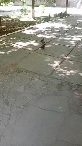 A video shows three pigeons walking on a cracked concrete sidewalk in front of a building. The sidewalk is partially covered by shadows from trees. The pigeons appear to be foraging for food.