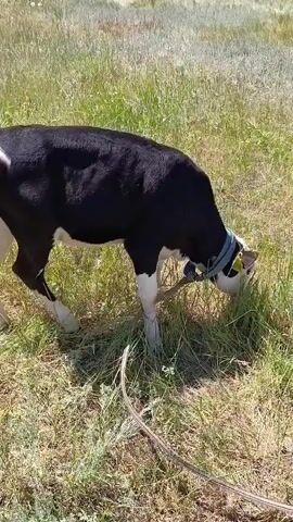 A calf with black and white markings is standing in a grassy field. It has a blue collar and a yellow tag on its ear. The calf is eating grass and has a stick in its mouth. A rope is attached to the calf's collar and leads out of frame to the right. The field is dry and sparsely covered with green grass and some yellowed vegetation. In the background, there is a slightly blurred hillside. The sun appears to be shining, casting shadows.