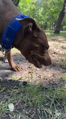 Pit bull sniffs through a sunny Zaporizhzhia park on a summer morning