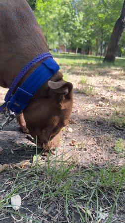 Pit bull sniffs through a sunny Zaporizhzhia park on a summer morning