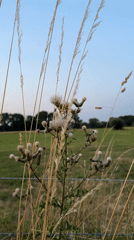 Roadside wildflowers and a summer sunset in Krefeld