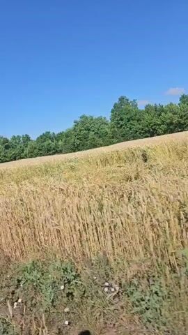 The video captures a scenic view of a rural landscape under a clear blue sky, suggesting a bright and sunny day. The primary subject is a vast field of golden wheat, with some sections appearing recently harvested or partially grown. In the foreground, patches of lush green vegetation and small purple flowers add a touch of color to the scene. The wheat field stretches towards a dense line of green trees that form the background, creating a natural horizon. The camera appears to be in motion, possibly from a vehicle, as the perspective shifts slightly, giving a sense of movement through the landscape. The overall atmosphere is peaceful and serene, evoking a feeling of rural tranquility. No people or man-made objects are prominently visible, emphasizing the natural beauty of the setting. The time of day is clearly daytime, likely midday, given the bright sunlight and clear skies. The location is identified as Volodymyrivka, Ukraine, which aligns with the pastoral imagery of wheat fields and abundant greenery. There is no visible text in the media file.