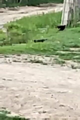The video shows a natural scene with two birds in a grassy area. One bird is stationary, while the other appears to be walking. There is a fence-like structure in the background. The lighting is natural, suggesting it is daytime. The ground in the foreground is dirt or gravel.