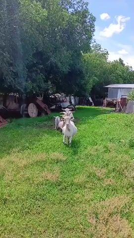 The video shows a group of white goats walking across a grassy area. The goats are in a line, with the lead goat facing the camera. The background includes trees, some old machinery, and a building. The sky is visible with some clouds. The lead goat moves slightly to the left and then the group continues to move forward. The goats appear to be interacting playfully, with one goat nudging another. The scene suggests a rural or farm setting on a sunny day.