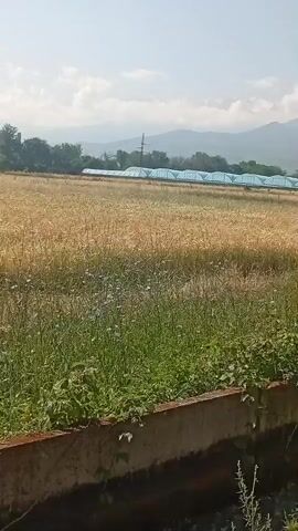 A slow pan shot reveals a rural landscape on a bright, sunny day. In the foreground, green vegetation grows along a rough concrete barrier. Beyond the vegetation is a field of dry, golden wheat, suggesting it is nearing harvest. In the midground, a row of greenhouses with blue coverings stretches across the horizon. Behind the greenhouses, a power line tower is visible. The background is dominated by a range of hazy, blue-tinged mountains under a clear sky with a few scattered white clouds. The camera pans from left to right, gradually revealing more of the scene. No people or animals are visible.