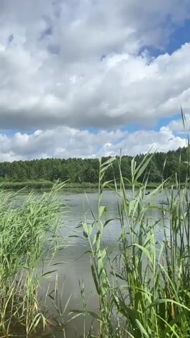 The video shows a peaceful scene of a lake surrounded by tall green reeds in the foreground. A dense line of green trees forms the background across the water. The sky above is a mix of blue sky and fluffy white clouds. The lighting suggests it is daytime, likely late morning or early afternoon, with bright sunlight. There is a slight breeze as the reeds sway gently. In the middle distance on the water, there appears to be a small dark object that could be a boat or a bird, and another similar object further back. The water surface is mostly calm with some ripples. The overall impression is of a natural, tranquil outdoor environment.