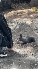 Person interacts with squirrel in Arshan, Russia